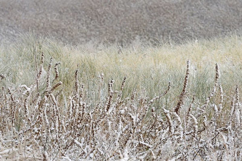 Winter day, onset of winter, snow lies in the dune landscape of Norddeich, North Sea, Lower Saxony, Germany