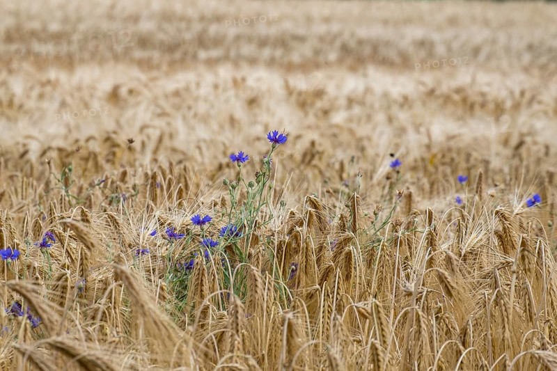 Cereal field with cornflowers, Münsterland, North Rhine-Westphalia, Germany