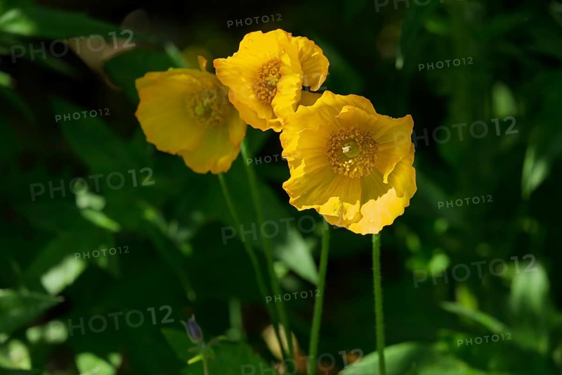 Yellow poppy, Iceland poppy (Papaver nudicaule), North Rhine-Westphalia, Germany