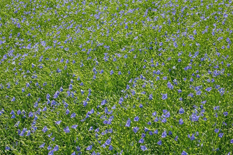 Flax field, blue flax, seed flax, common flax, flax (Linum usitatissimum), Province of Groningen, Netherlands