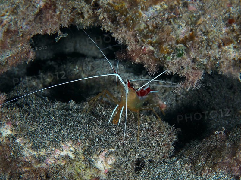 Atlantic white-banded cleaner shrimp (Lysmata grabhami) with long antennae well camouflaged between reefs and sandy bottom. Dive site Playa, Los Cristianos, Tenerife, Canary Islands, Spain