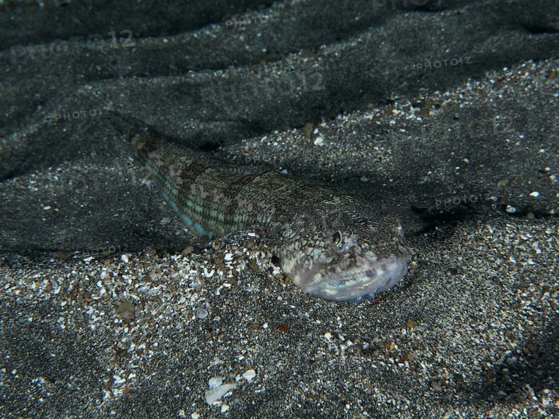 Atlantic lizardfish (Synodus saurus) camouflages itself perfectly against the grey sandy substrate on the seabed. Dive site Playa, Los Cristianos, Tenerife, Canary Islands, Spain