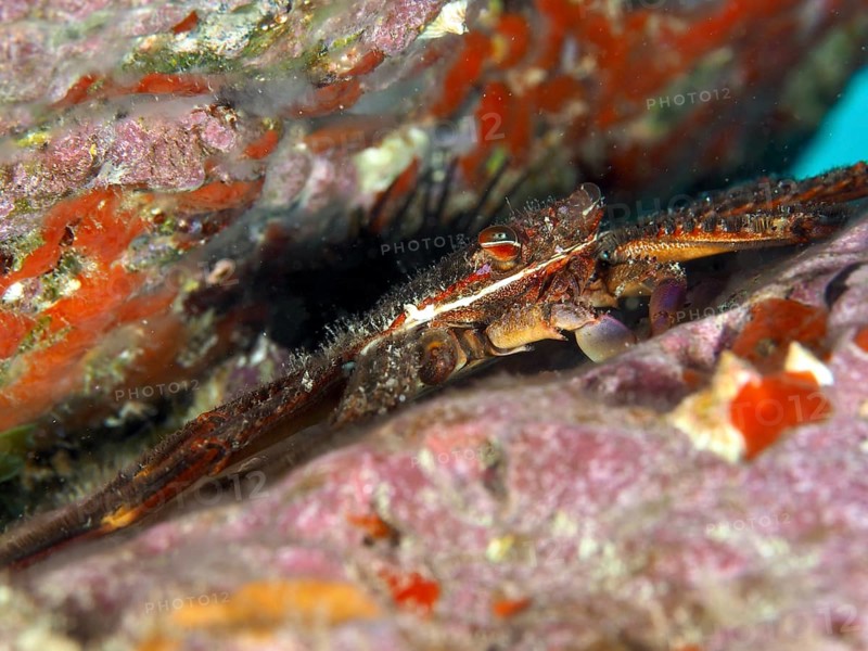 Algae-eating crab (Percnon gibbesi) cleverly hides between colourful rocks in a crevice. Dive site Maravilla, Las Galletas, Tenerife, Canary Islands, Spain