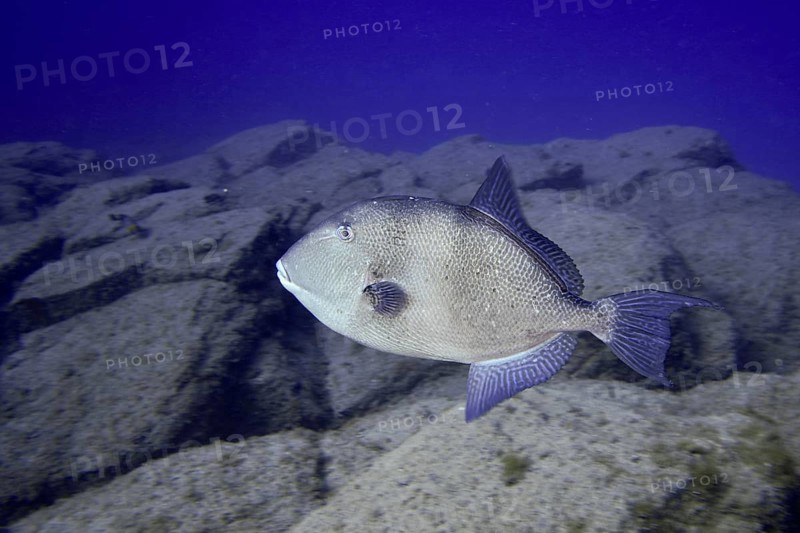 Single Atlantic triggerfish (Balistes capriscus) (Balistes carolinensis) swimming over rocky ground in the deep blue ocean. Dive site Bufadero, Palm Mar, Tenerife, Canary Islands, Spain