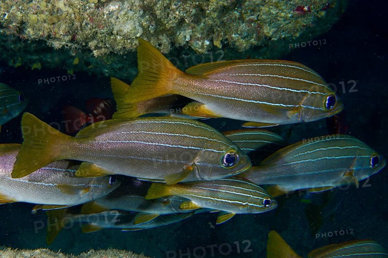 Grunts, eight-striped grunts (Parapristipoma octolineatum) with yellow accents swim in a dark underwater cave. Dive site Bufadero, Palm Mar, Tenerife, Canary Islands, Spain