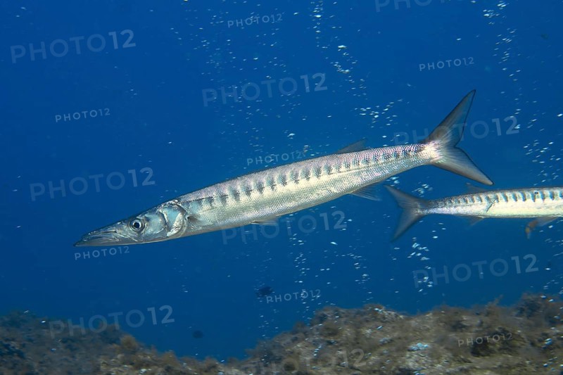 Elongated fish, barracuda (Sphyraena viridensis), move quickly through the blue water. Dive site Bufadero, Palm Mar, Tenerife, Canary Islands, Spain