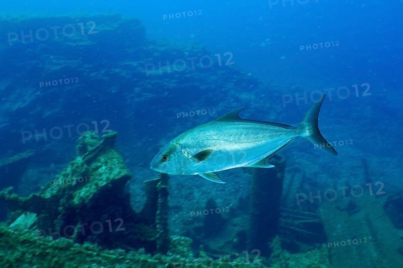 Eye-stripe amberjack (Seriola rivoliana) swims elegantly over the ruins of a sunken shipwreck. Dive site Wreck of the Condesito, Las Galletas, Tenerife, Canary Islands, Spain