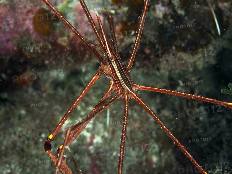 Close-up of a slender spider crab, eastern Atlantic arrow crab (Stenorhynchus lanceolatus), in an underwater habitat. Dive site Maravilla, Las Galletas, Tenerife, Canary Islands, Spain