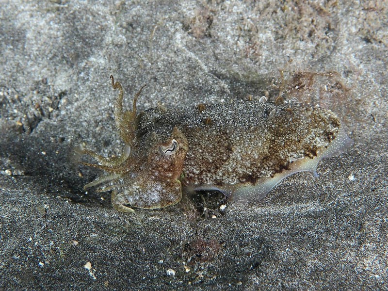 Common cuttlefish (Sepia officinalis) juvenile on the sandy seabed. Dive site Playa, Los Cristianos, Tenerife, Canary Islands, Spain