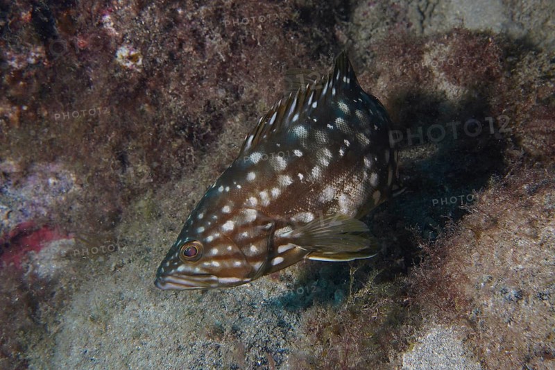 A spotted macaroni grouper (Mycteroperca fusca) swims near a rock on the seabed. Dive site Punta Negra, Las Galletas, Tenerife, Canary Islands, Spain