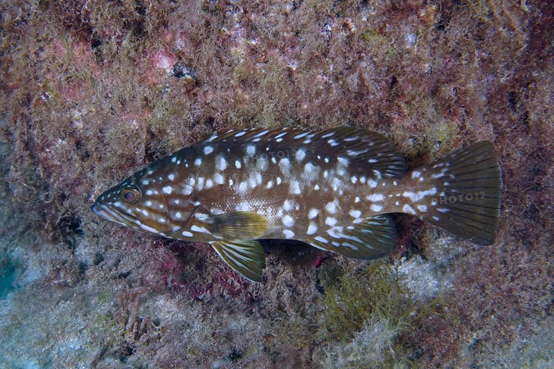 A spotted macaroni grouper (Mycteroperca fusca) swims along a wall covered with algae. Dive site Punta Negra, Las Galletas, Tenerife, Canary Islands, Spain