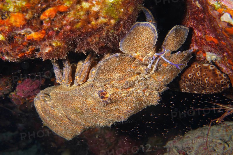 Mediterranean slipper lobster (Scyllarides latus) hiding under a rock on the seabed. Dive site Punta Negra, Las Galletas, Tenerife, Canary Islands, Spain