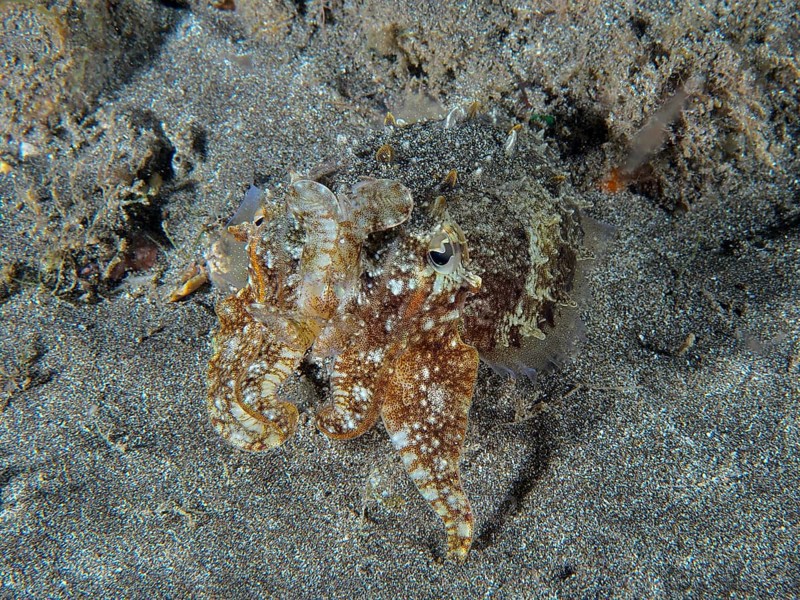 Common cuttlefish (Sepia officinalis) juvenile with sand-like pattern on the seabed. Dive site Playa, Los Cristianos, Tenerife, Canary Islands, Spain