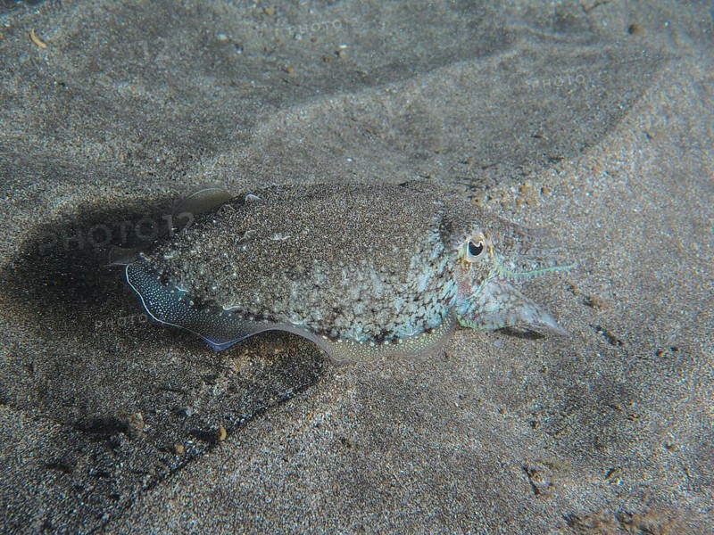 A Common cuttlefish (Sepia officinalis) juvenile, resting on the seabed, half covered by grey sand. Dive site Playa, Los Cristianos, Tenerife, Canary Islands, Spain