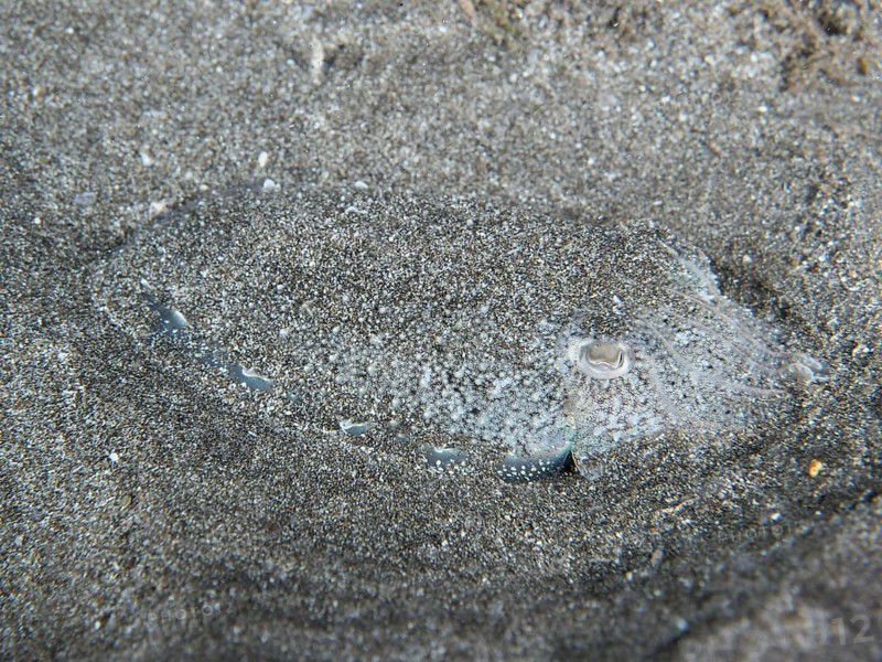 A Common cuttlefish (Sepia officinalis) juvenile, camouflaged in the sand, difficult to recognise to the eye. Dive site Playa, Los Cristianos, Tenerife, Canary Islands, Spain