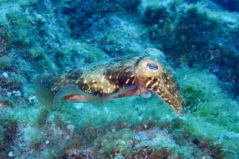 A Common cuttlefish (Sepia officinalis) floats above the green algae on the seabed. Dive site Cueva del Tiburon, Las Galletas, Tenerife, Canary Islands, Spain