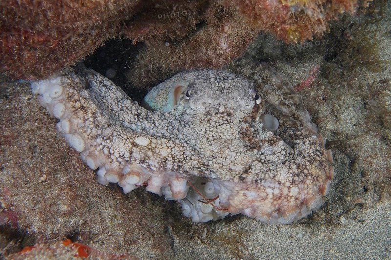 A well-camouflaged octopus, Common Octopus (Octopus vulgaris), lies in a crevice on the seabed. Dive site Montana Amarilla, Costa del Silencio, Tenerife, Canary Islands, Spain