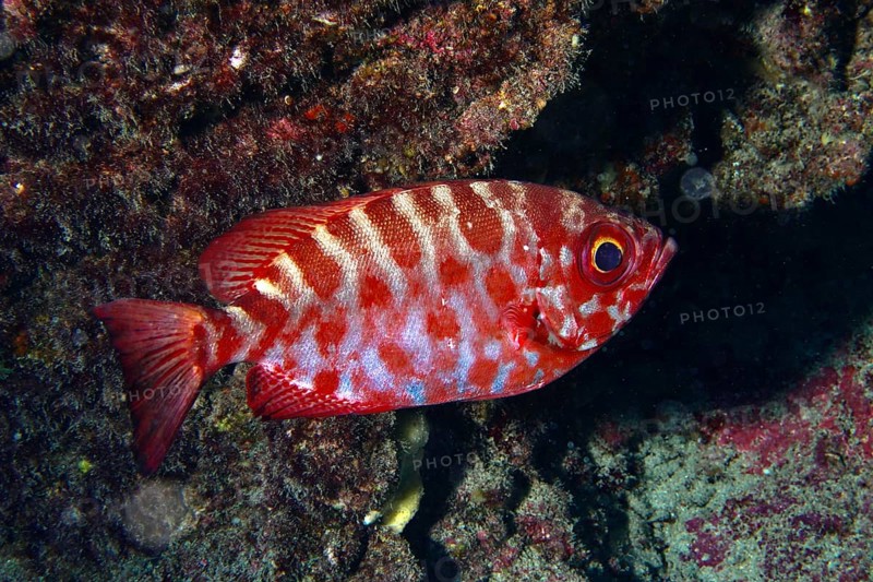 Tropical fish with colourful pattern, bigeye perch glass eye (Heteropriacanthus cruentatus. Dive site Los Champignones, Las Galletas, Tenerife, Canary Islands, Spain