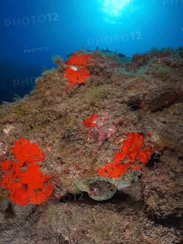 A well-camouflaged Common Octopus (Octopus vulgaris) hides in a crevice surrounded by bright red sea sponges. Dive site Roca Jolia, Las Galletas, Tenerife, Canary Islands, Spain