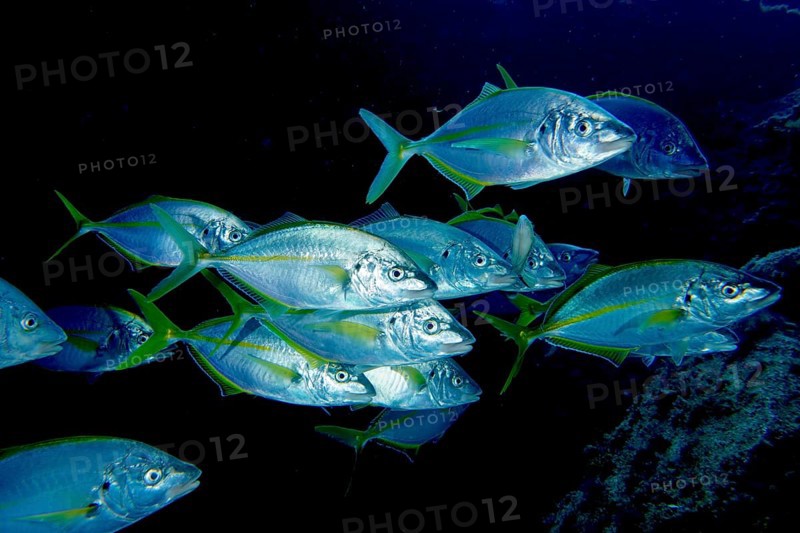 A group of yellowfin mackerel (Pseudocaranx dentex) swimming in the darkness of the sea. Dive site Cueva del Tiburon, Las Galletas, Tenerife, Canary Islands, Spain