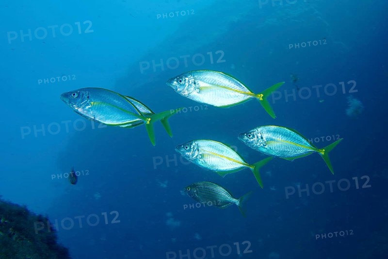 Five yellowfin mackerel (Pseudocaranx dentex) swim together in clear blue water. Dive site Montana Amarilla, Costa del Silencio, Tenerife, Canary Islands, Spain