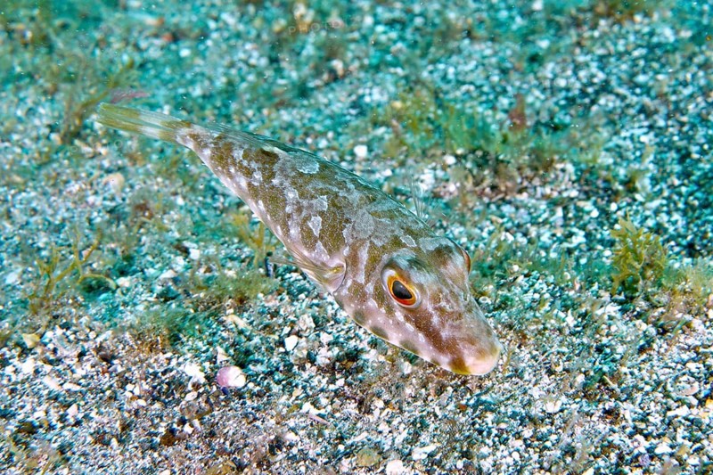A pearled pufferfish (Sphoeroides spengleri) swims close to the sandy seabed. Dive site Montana Amarilla, Costa del Silencio, Tenerife, Canary Islands, Spain