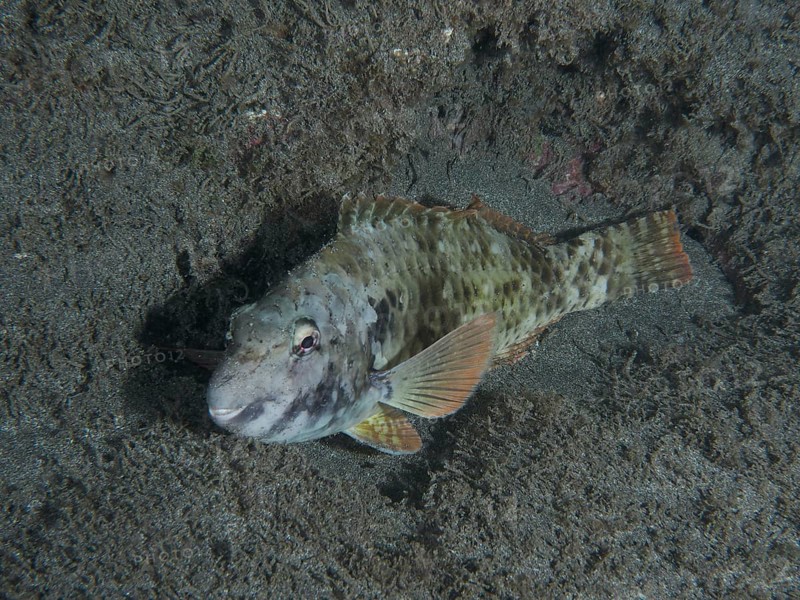 A Mediterranean parrotfish (Sparisoma cretense) lies on the sandy bottom at night. Dive site Playa, Los Cristianos, Tenerife, Canary Islands, Spain