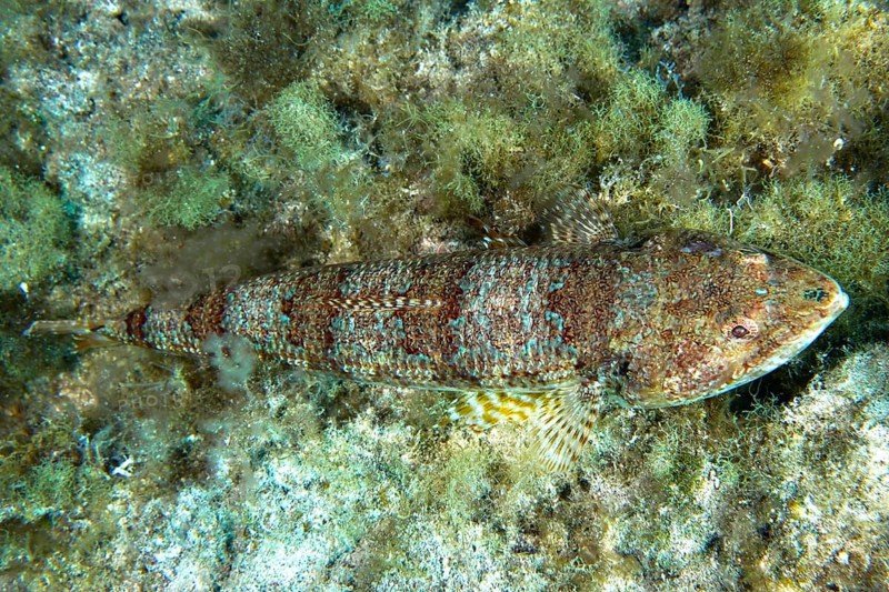 A diamond lizardfish (Synodus synodus), whose colouring is well adapted to its surroundings, rests on an old substrate. Dive site Cueva de las Morenas, Palm Mar, Tenerife, Canary Islands, Spain