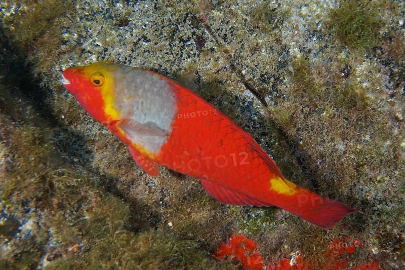 A colourful fish with red and yellow scales, Mediterranean parrotfish (Sparisoma cretense), swims above a reef bottom. Dive site Cueva de las Morenas, Palm Mar, Tenerife, Canary Islands, Spain