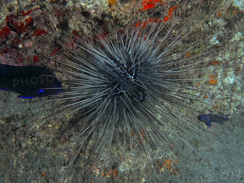 A spiny diademed sea urchin (Diadema antillarum) sits on a reef. Dive site Playa, Los Cristianos, Tenerife, Canary Islands, Spain