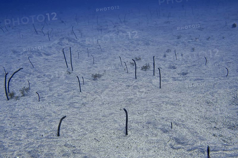 Thin eels, Brown garden eels (Heteroconger longissimus), protrude from the sandy seabed and move gently in the water. Dive site Bufadero, Palm Mar, Tenerife, Canary Islands, Spain
