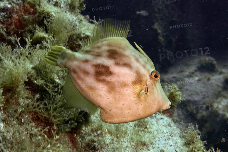 A brown filefish (Stephanolepis hispidus) swims near the algae-covered seabed in clear water. Dive site Las Rosas, Las Galletas, Tenerife, Canary Islands, Spain