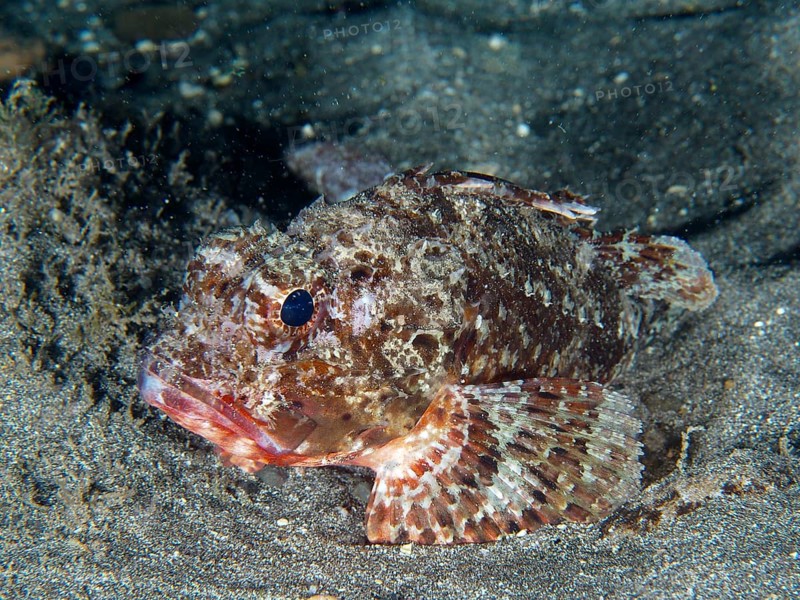 Close-up of a scorpionfish, Black scorpionfish (Scorpaena porcus), on a sandy bottom, well adapted to the environment. Dive site Playa, Los Cristianos, Tenerife, Canary Islands, Spain