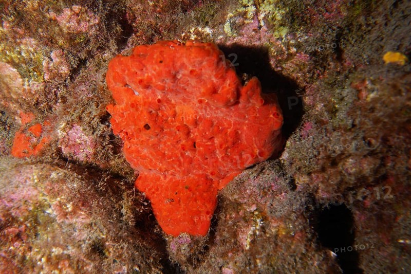 Bright red sea sponge, blood sponge (Batzella inops), grows out of a rock in the colourful underwater world. Dive site Roca Jolia, Las Galletas, Tenerife, Canary Islands, Spain