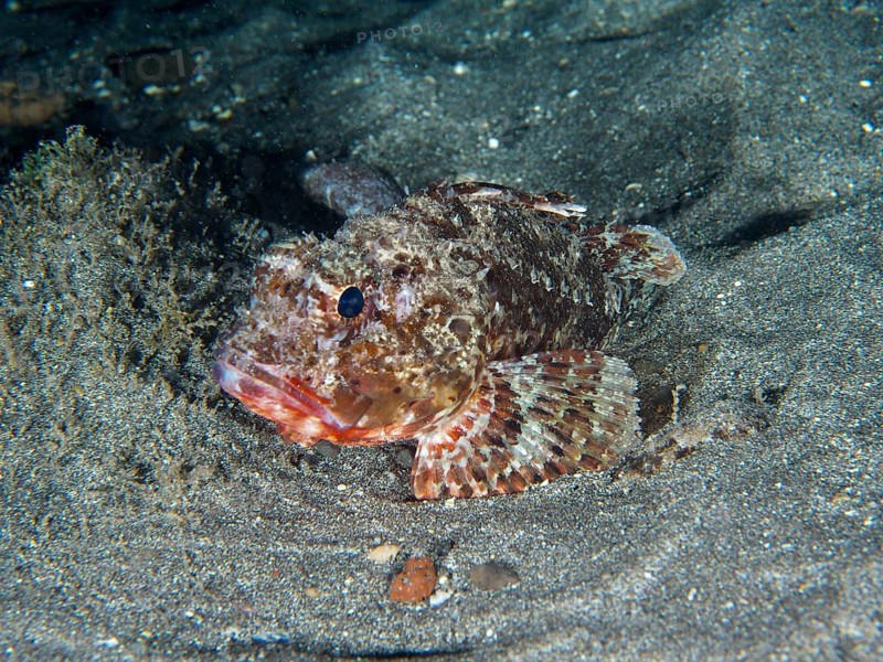 A Black scorpionfish (Scorpaena porcus) lies on the sandy seabed at night. Dive site Playa, Los Cristianos, Tenerife, Canary Islands, Spain