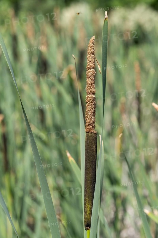Cattail (Typha) at a pond, aquatic plant and marsh plant, single plant and leaves, North Rhine-Westphalia, Germany