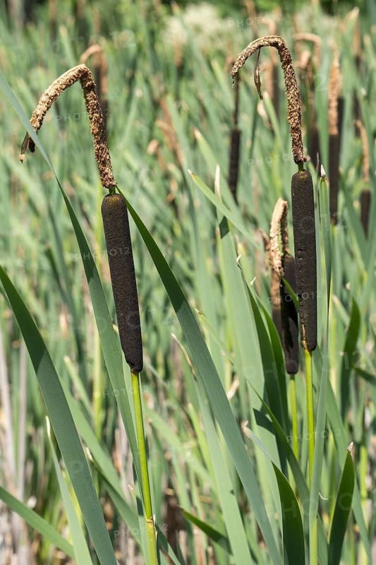Cattail (Typha) at a pond, aquatic plant and marsh plant, North Rhine-Westphalia, Germany