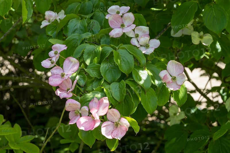 Flowering dogwood (Cornus kousa), several pink flowers, North Rhine-Westphalia, Germany