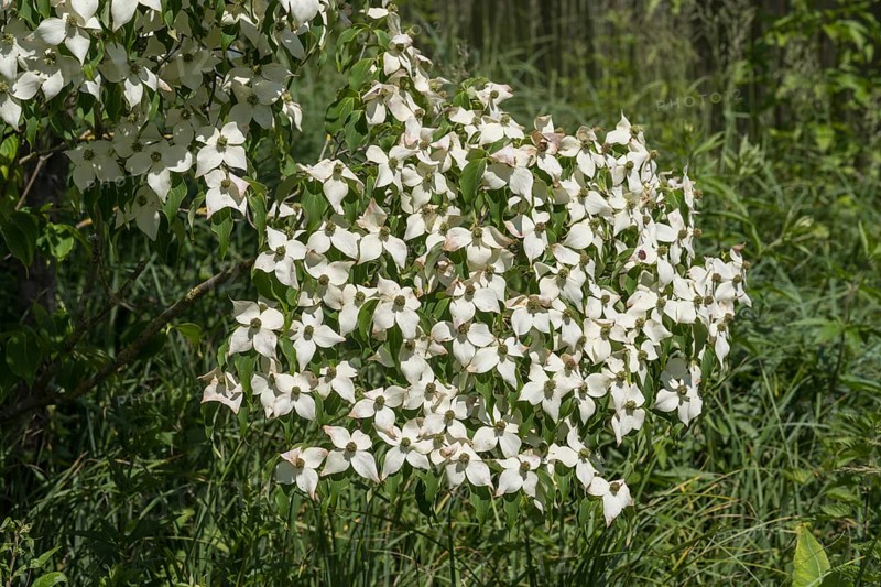 Flowering dogwood (Cornus kousa), white flowers, bush, North Rhine-Westphalia, Germany
