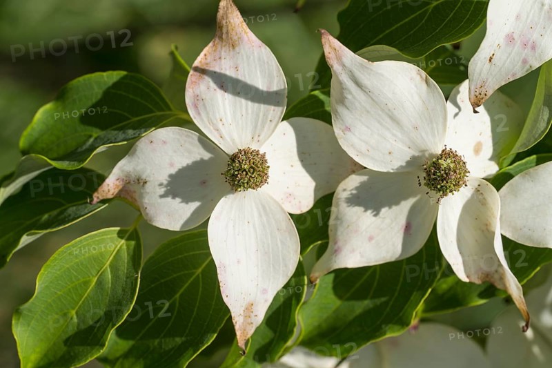 Blossoms of the flowering dogwood (Cornus kousa), white flowers, North Rhine-Westphalia, Germany