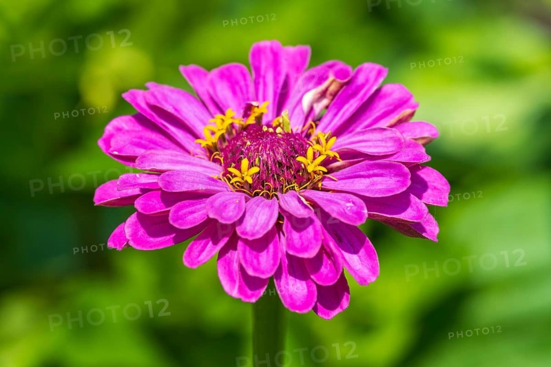 Garden zinnia, zinnia (Zinnia elegans), colour pink, single flower, North Rhine-Westphalia, Germany