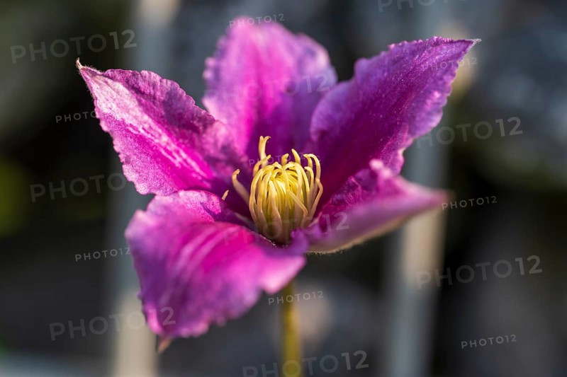 Clematis flower, single flower, pink, North Rhine-Westphalia, Germany