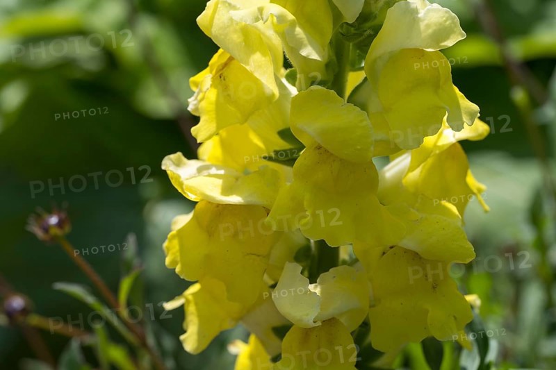 Yellow snapdragon (Linaria vulgaris), common toadflax, North Rhine-Westphalia, Germany
