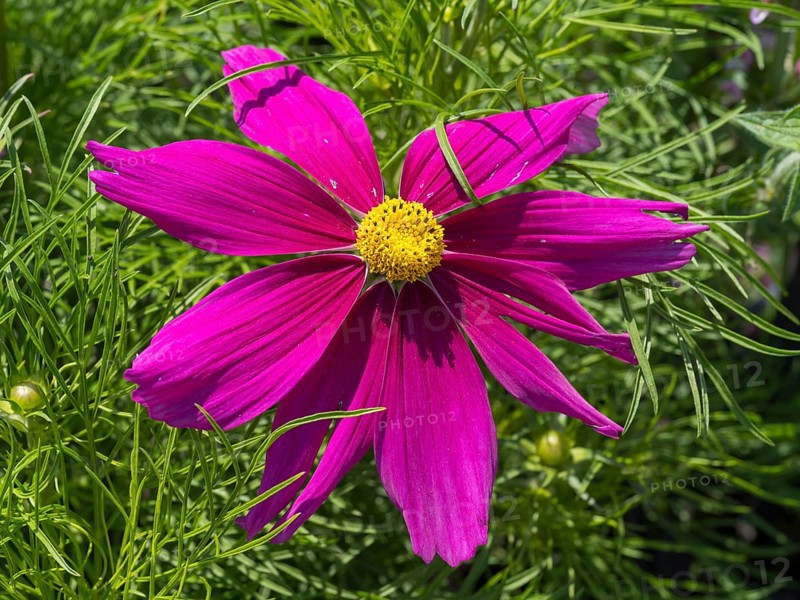 Ornamental basket (Cosmea), single flower, pink, North Rhine-Westphalia, Germany