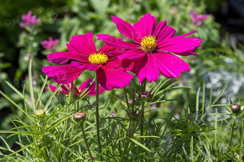 Ornamental basket (Cosmea), two flowers, pink, North Rhine-Westphalia, Germany