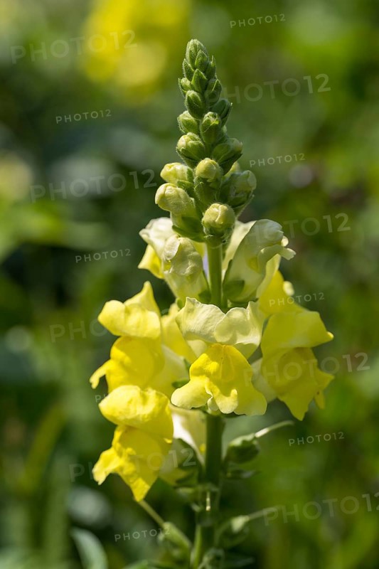 Yellow snapdragon (Linaria vulgaris), common toadflax, North Rhine-Westphalia, Germany