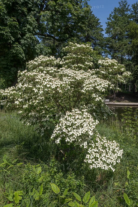 Flowering dogwood (Cornus kousa), white flowers, bush, North Rhine-Westphalia, Germany
