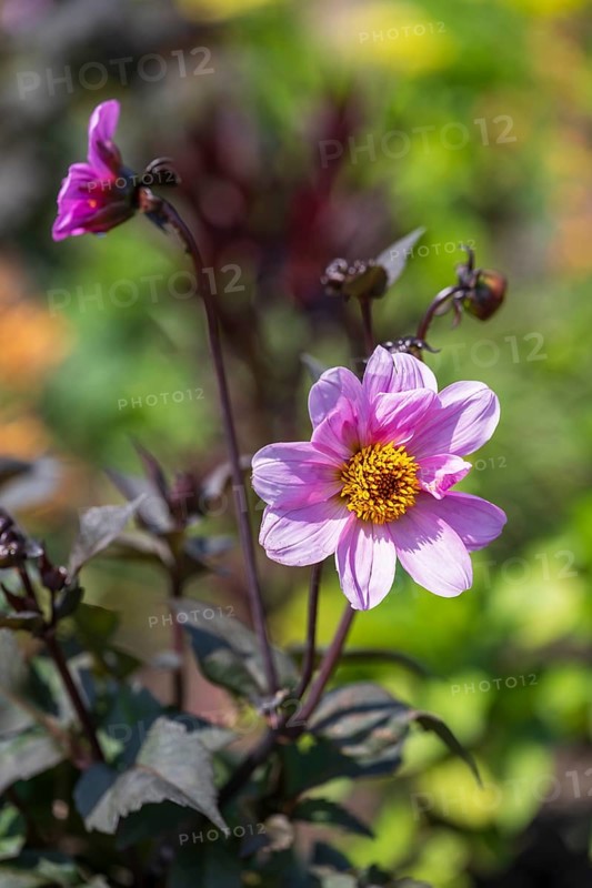 Flowering dahlia (Dahlia) colour pink, two flowers, North Rhine-Westphalia, Germany