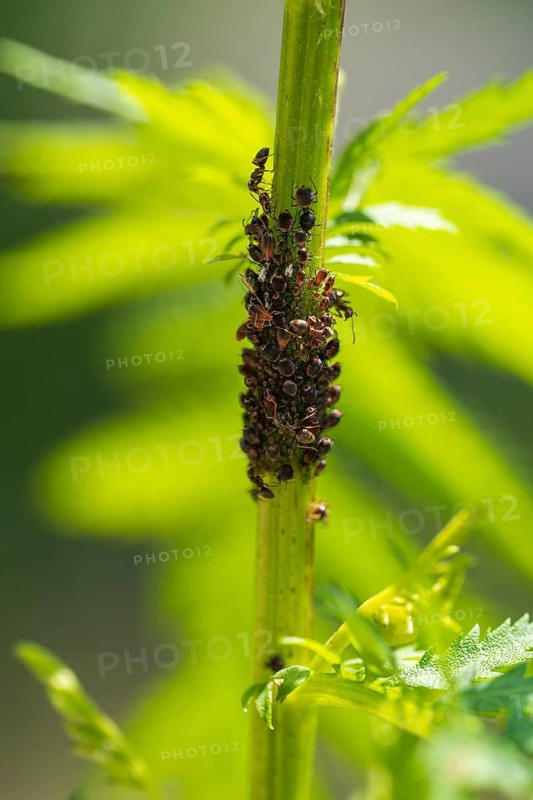 Aphids and ants on the stem of a flower, North Rhine-Westphalia, Germany