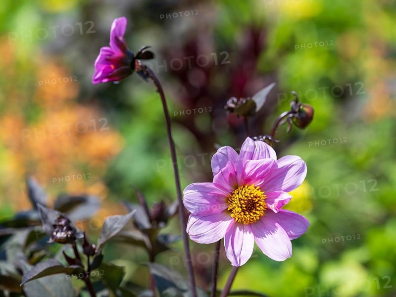 Flowering dahlia (Dahlia) colour pink, two flowers, North Rhine-Westphalia, Germany